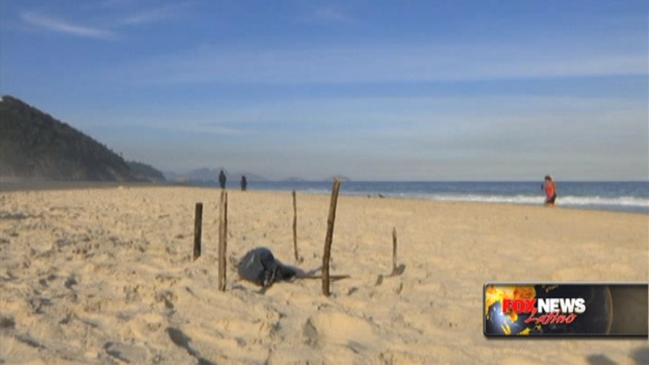 Body parts wash up on beach near Rio Olympic venue Fox News