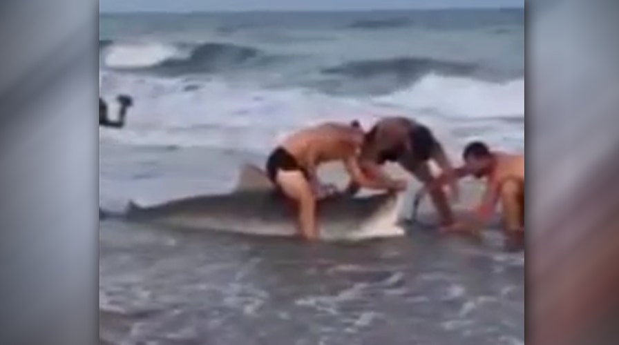 Catch of the day: Massive tiger shark reeled in on NC beach