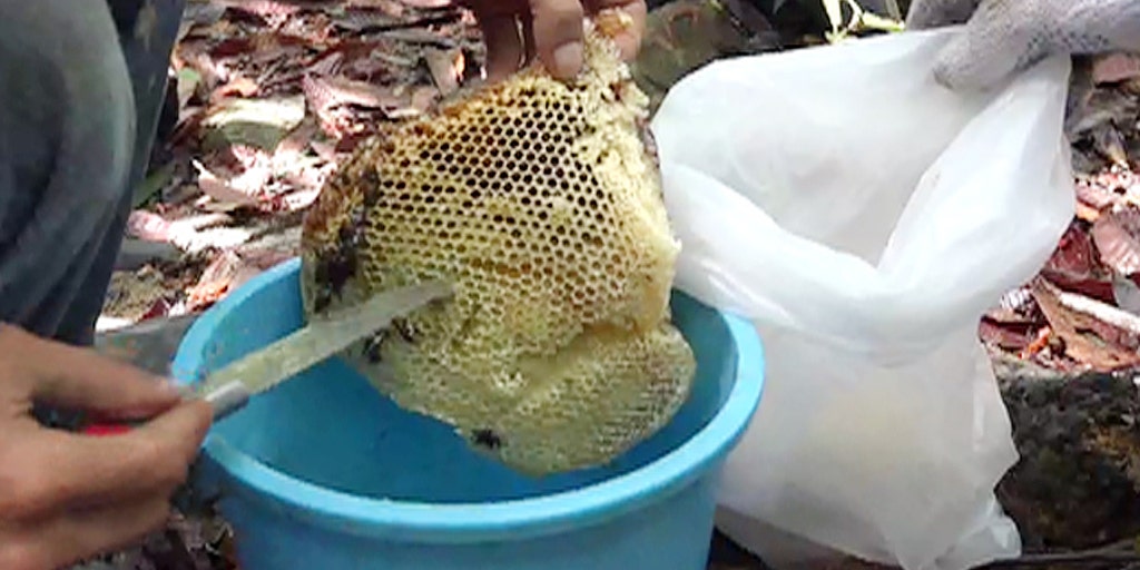 A rare honey packs big benefits Fox News Video