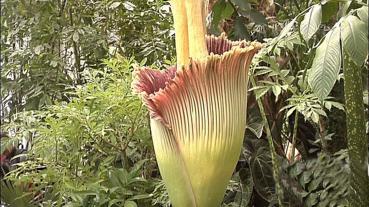 What does a corpse flower really smell like?