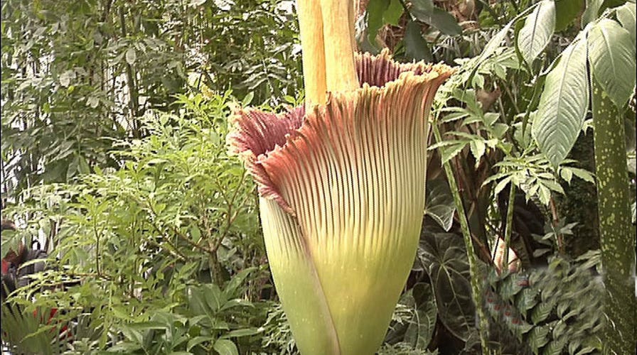 What does a corpse flower really smell like?