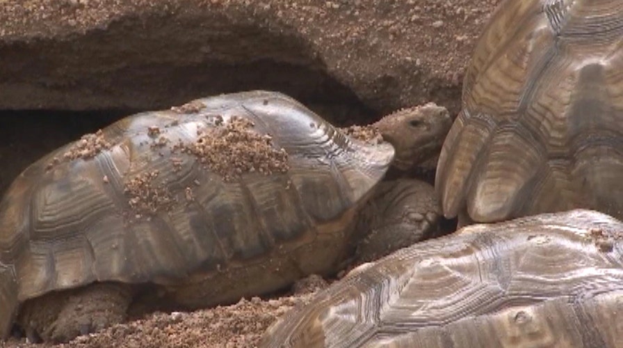 Staff scrambles to save burrowing tortoises from flash flood