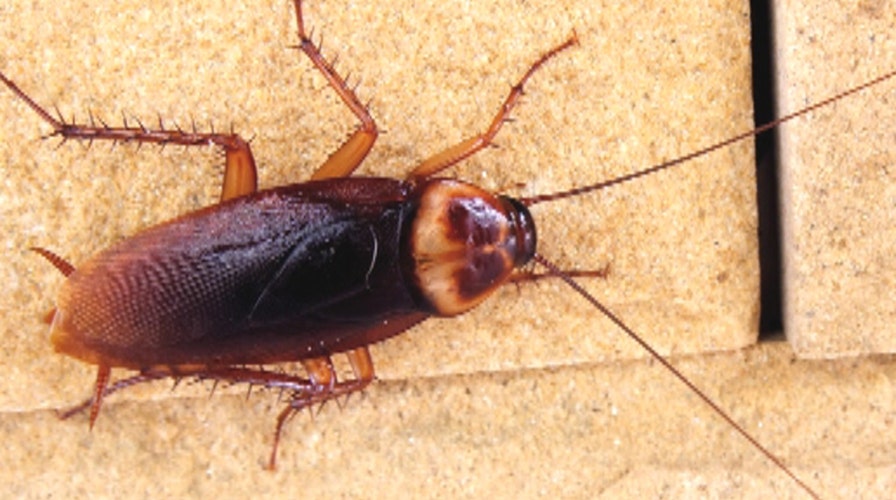 Experts warn of flying cockroaches in NYC amid heatwave