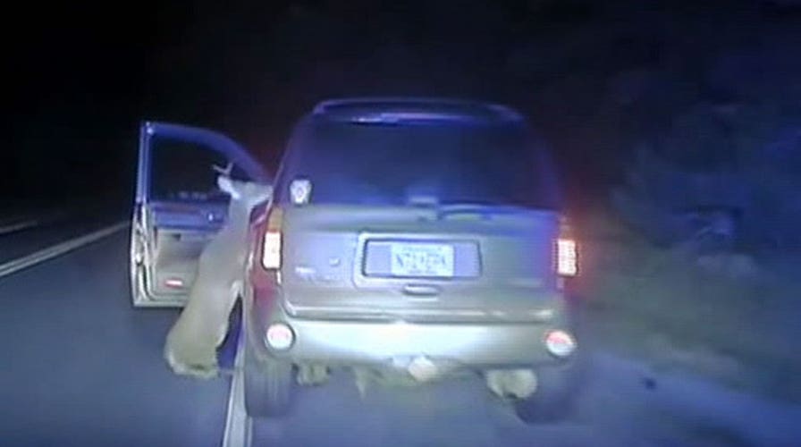 Did deer attack car with revenge on its mind?