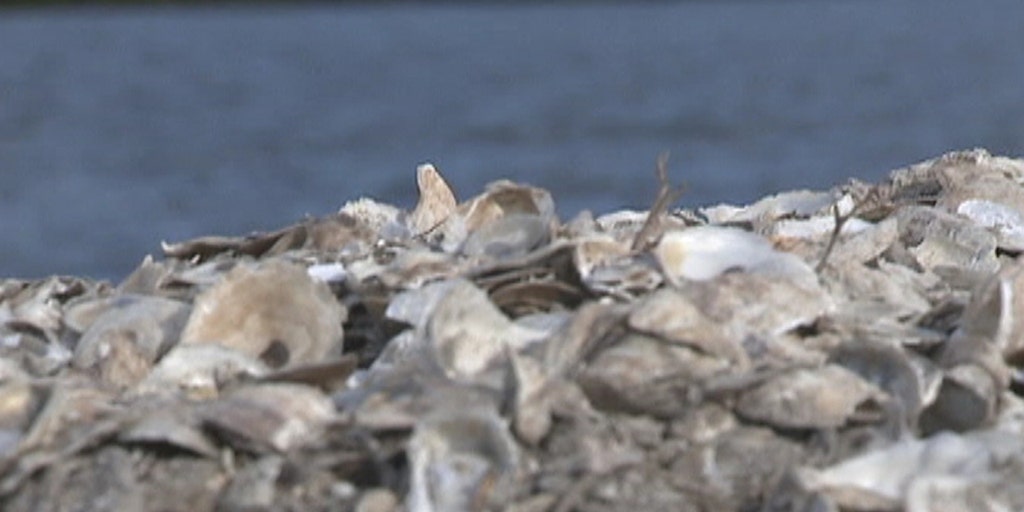 Can toilets bring oysters back to New York Harbor? Fox News Video