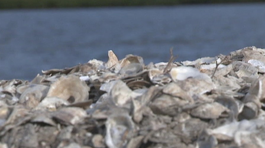 Can toilets bring oysters back to New York Harbor?