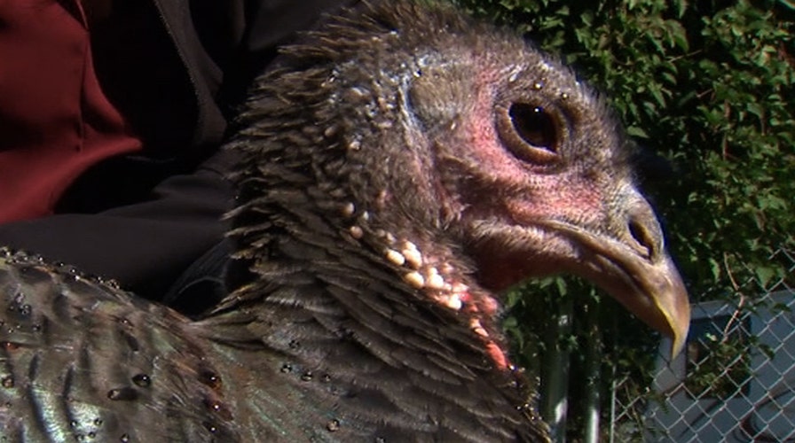 Woman gets pet turkey for emotional support