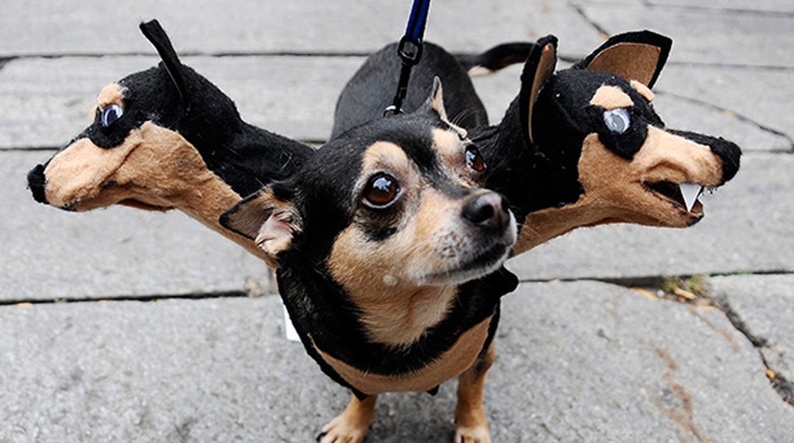 Tips to keep your pets safe on Halloween