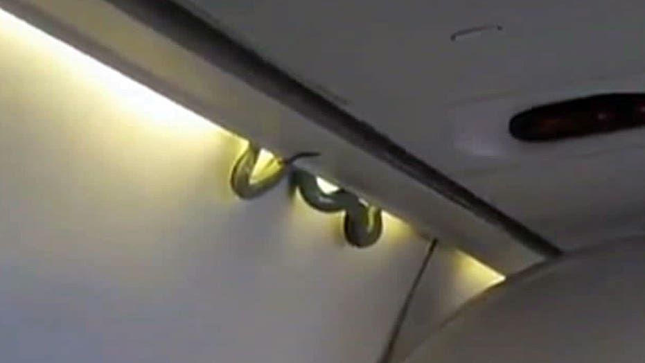 Plane makes emergency landing after snake found slithering in overhead