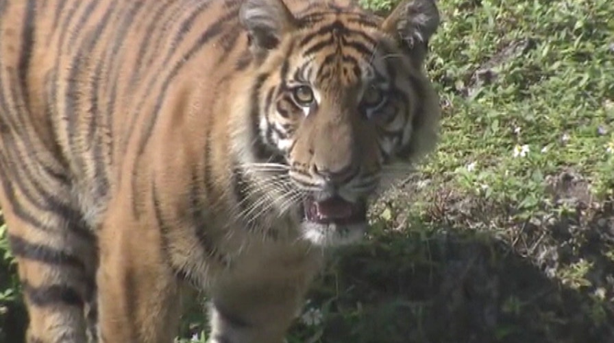 Miami Zoo's tiger program celebrates milestone