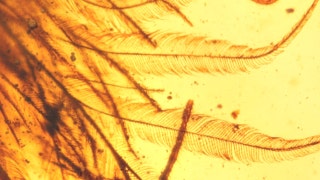 Feathered dinosaur tail discovered in amber - Fox News