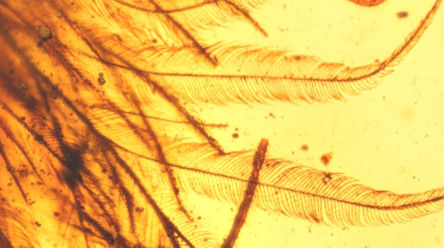 Feathered dinosaur tail discovered in amber