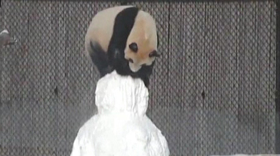 Panda plays with, beheads snowman at Toronto Zoo