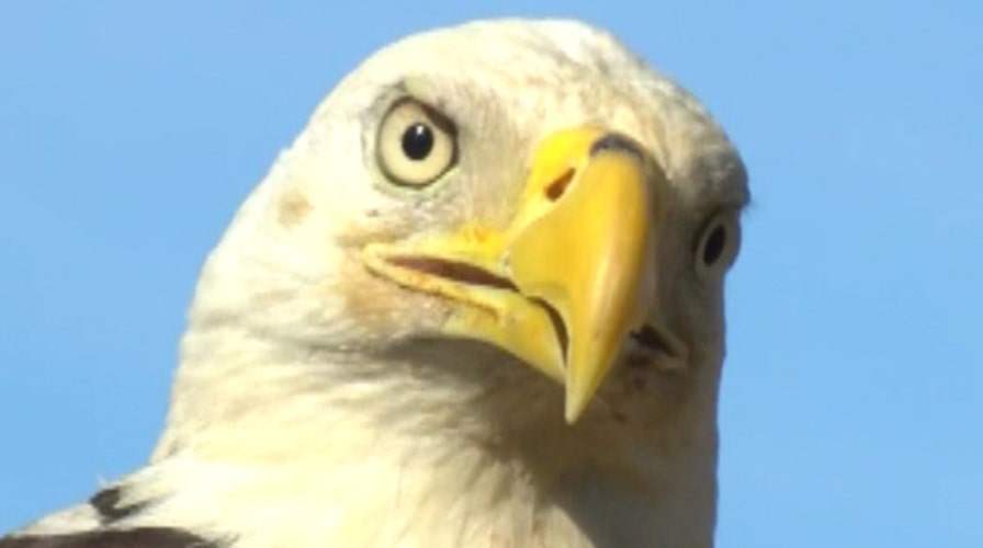 Bald eagle flies to freedom in Virginia