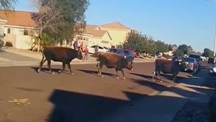 Escaped bulls caught on camera