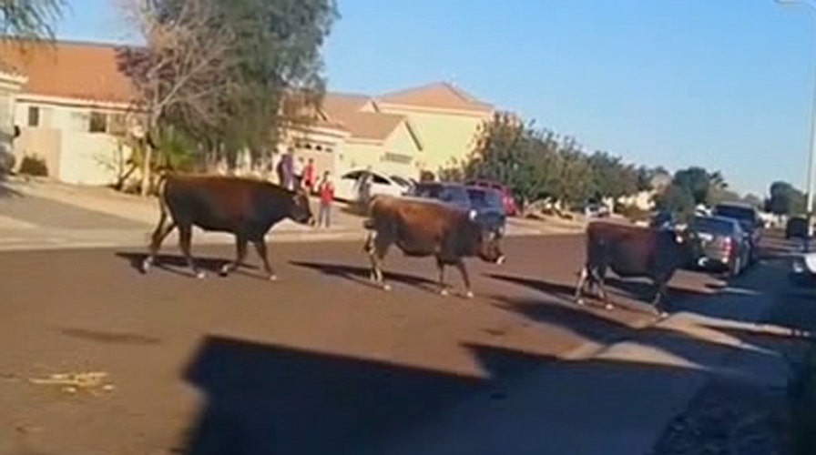 Escaped bulls caught on camera