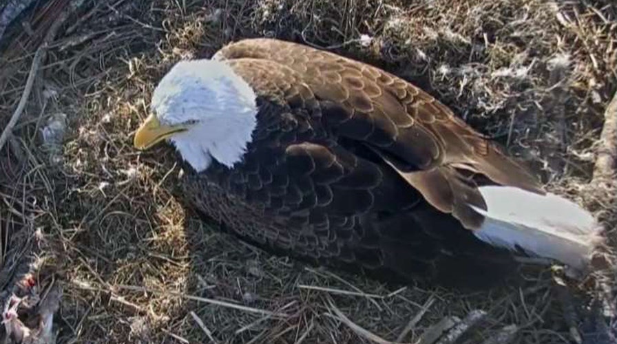 After the Show Show: Eaglet hatch watch 2017