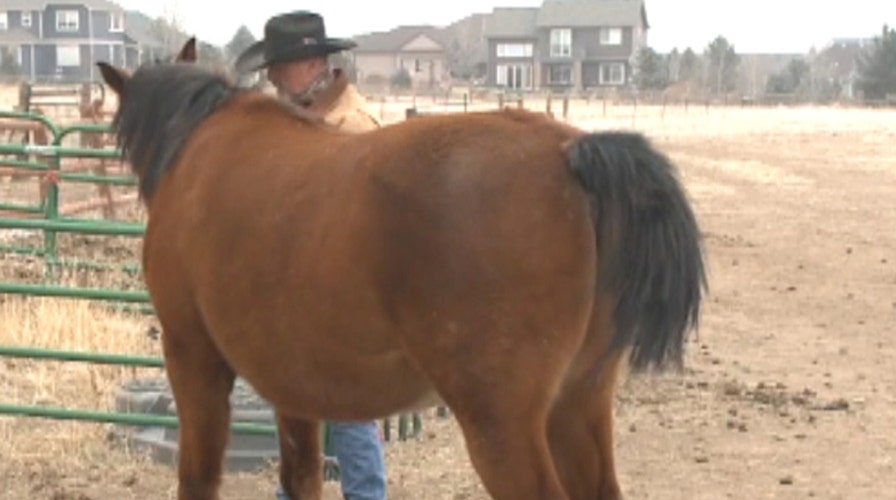 Owner 'sick in the stomach' after thieves hack horse tails 