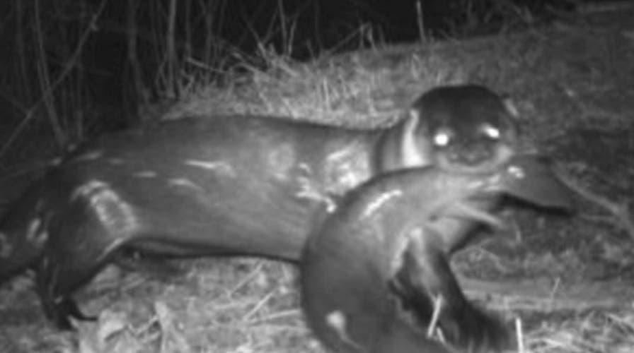 Sightings of threatened river otter spark comeback hopes