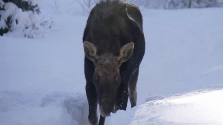 Aggressive moose charges unsuspecting hikers