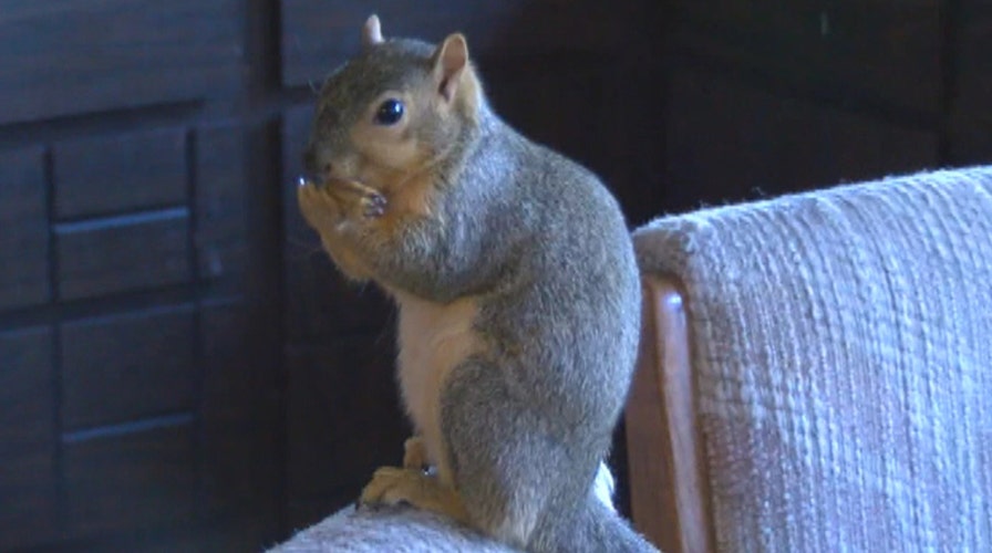Squirrel takes bite out of crime, stops burglar