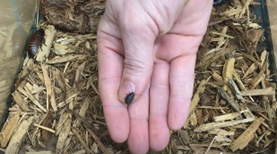 Meet 'Tom Brady,' Zoo Atlanta's baby hissing cockroach