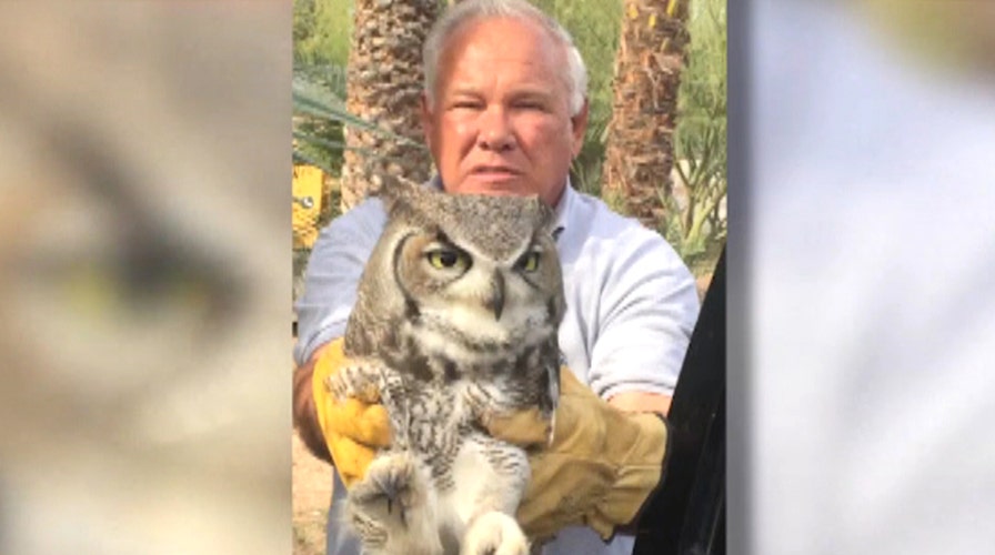 Quick-thinking contractor saves great horned owl