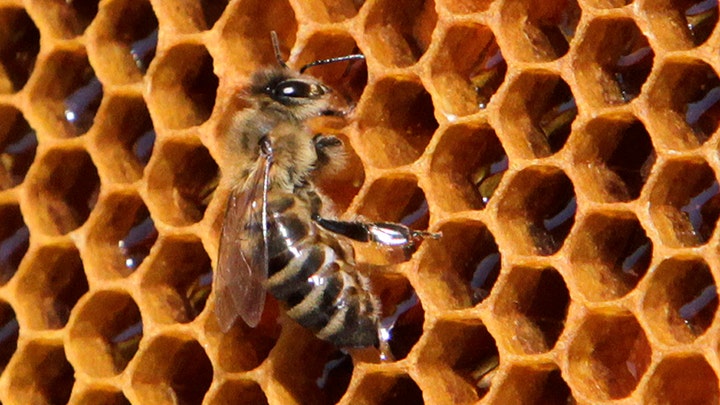 Loss of the honey bee could mean trouble for some crops