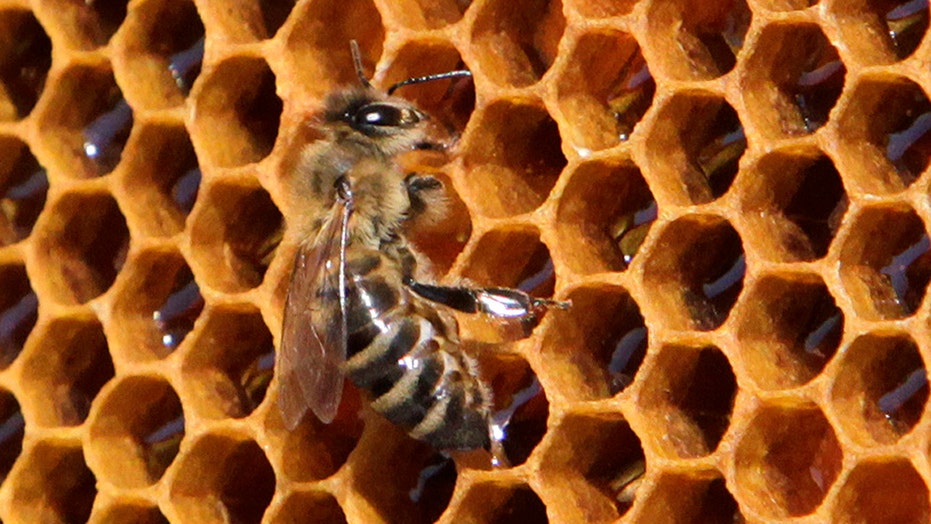 declining honey bee population