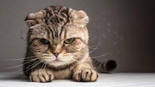 Crazy cat people? life expectancy fail, breast cancer killer - Fox News