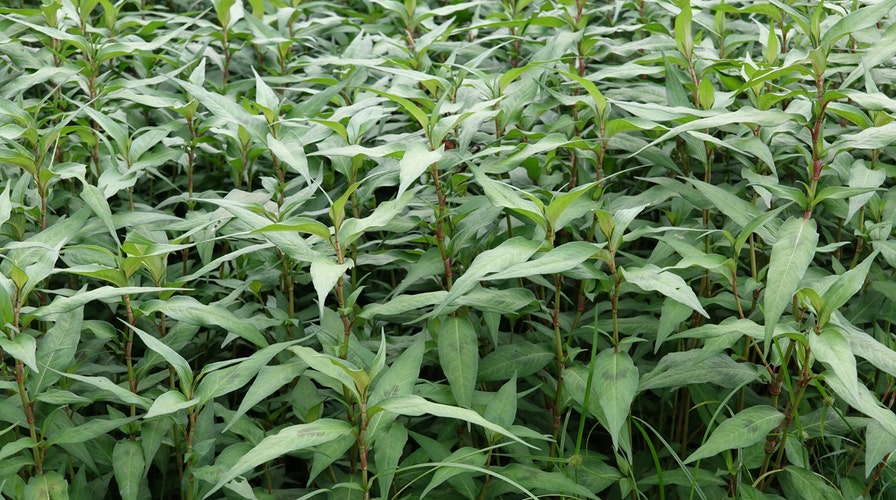 South Asian herb dubbed 'smart weed'