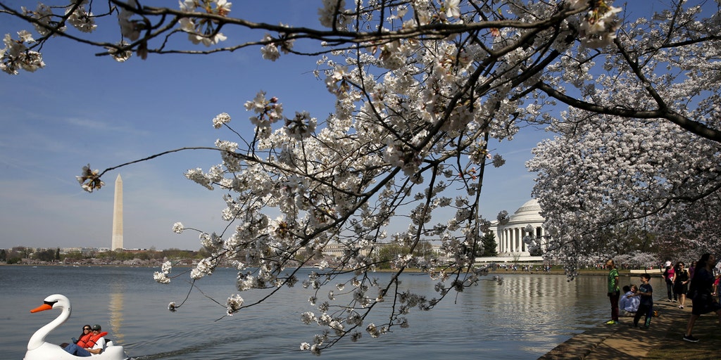 National Park Service releases DC cherry blossom prediction | Fox News ...