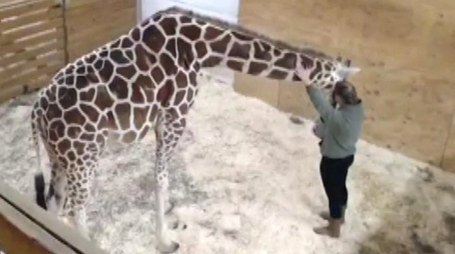 Pregnant giraffe comforted by caring zookeeper