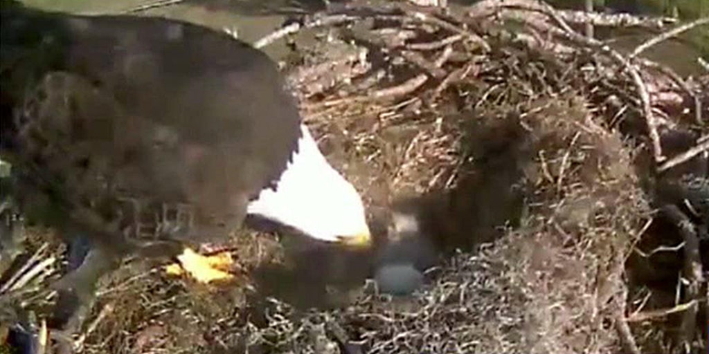 Webcam captures eagle family live | Fox News Video