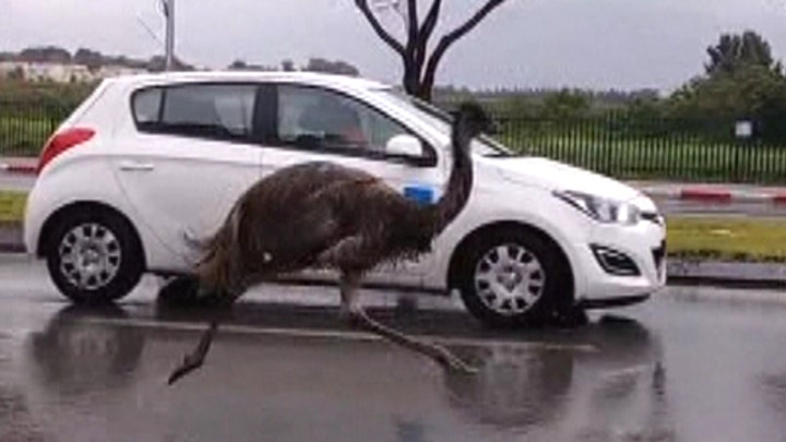 Emus in mirror are closer than they appear