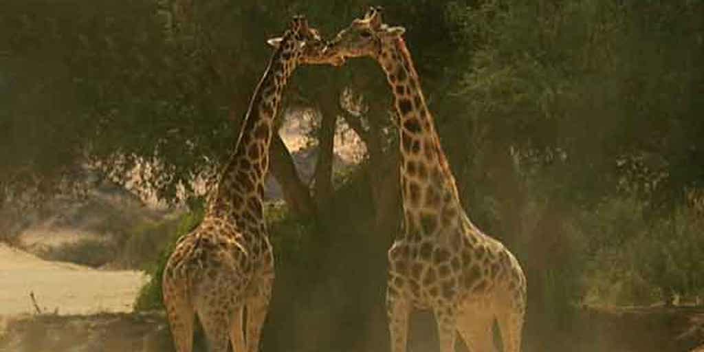 Documentary takes journey through Africa's diverse wildlife  Fox News 