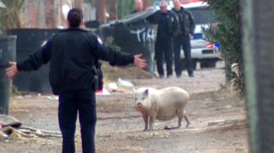 Big pig gives cops the slip