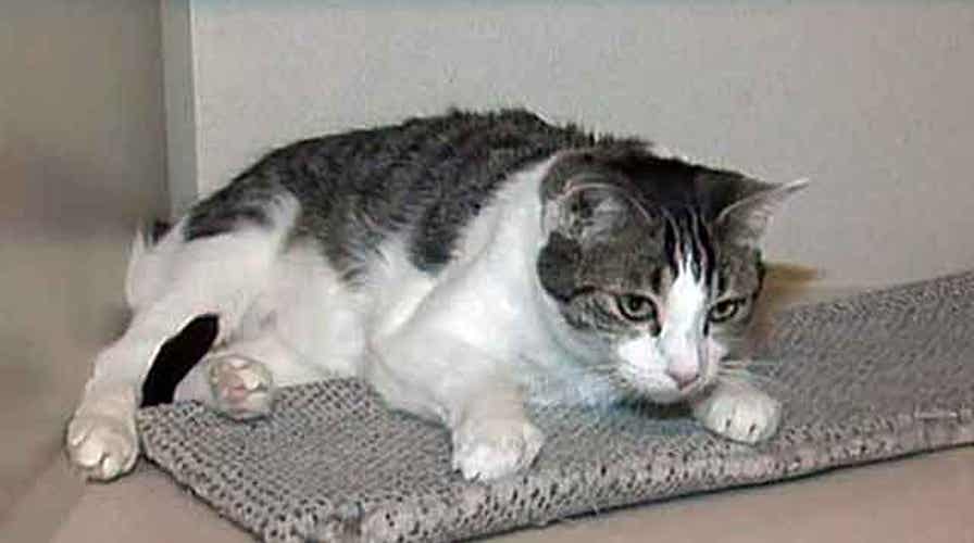 Study: Cats think humans are 'larger, non-hostile' cats