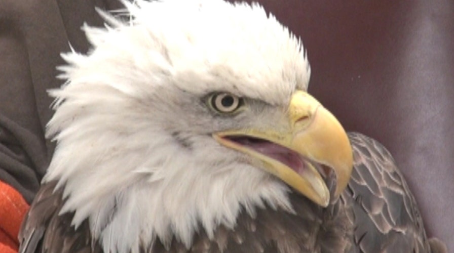 Bald eagle rescued after getting stuck in coyote trap