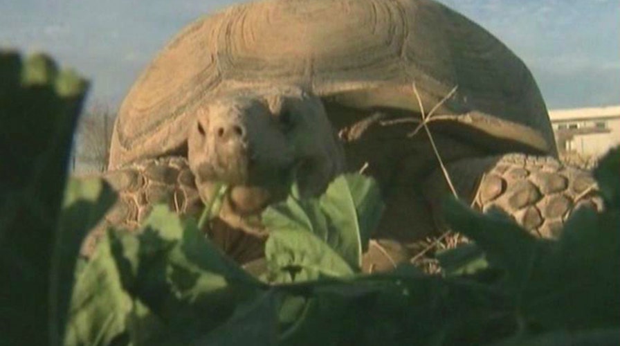 Missing 100-pound tortoise returns home after one year