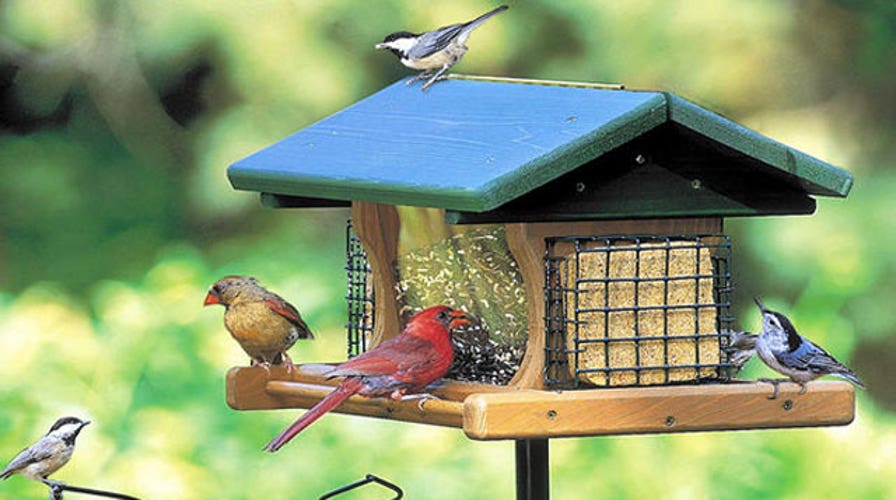 Couple facing $1,000 fine a day for feeding birds
