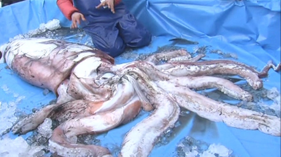 Freshmen land giant squid