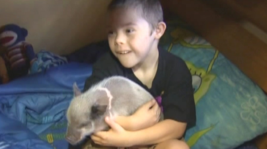 Pig prescription for boy with Down syndrome