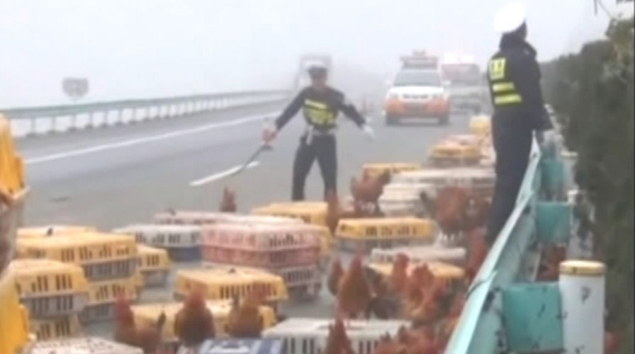 Police scramble to round up runaway chickens