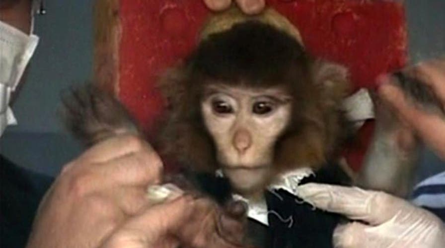 Did Iran successfully launch monkey into space?