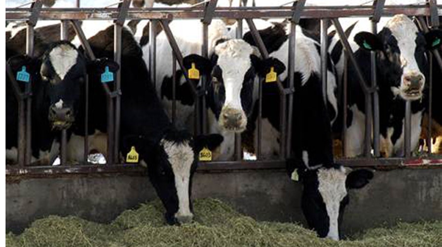 Bestiality suspect: I approached sheep after cow rejected me