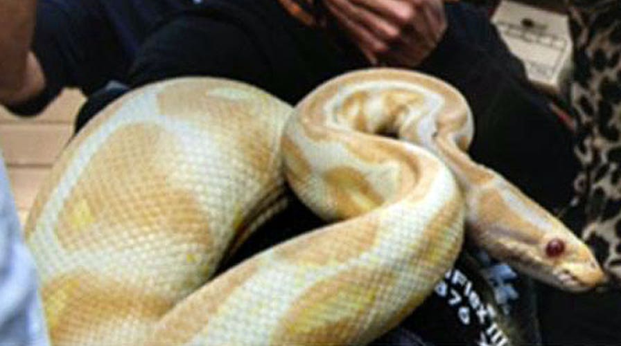 Teacher accused of hoarding snakes in California home