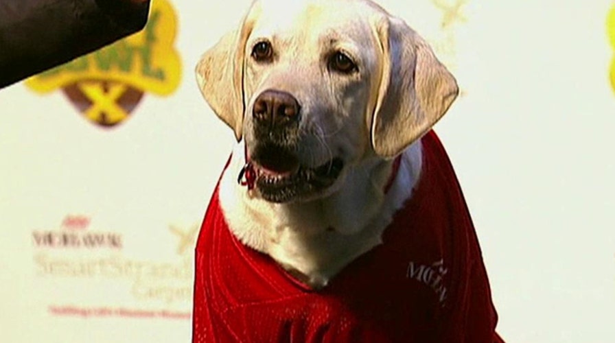 The Puppy Bowl: 10th anniversary of cuteness