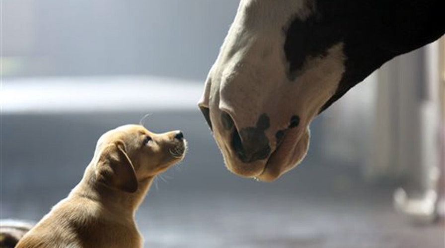 Best and worst Super Bowl commercials 