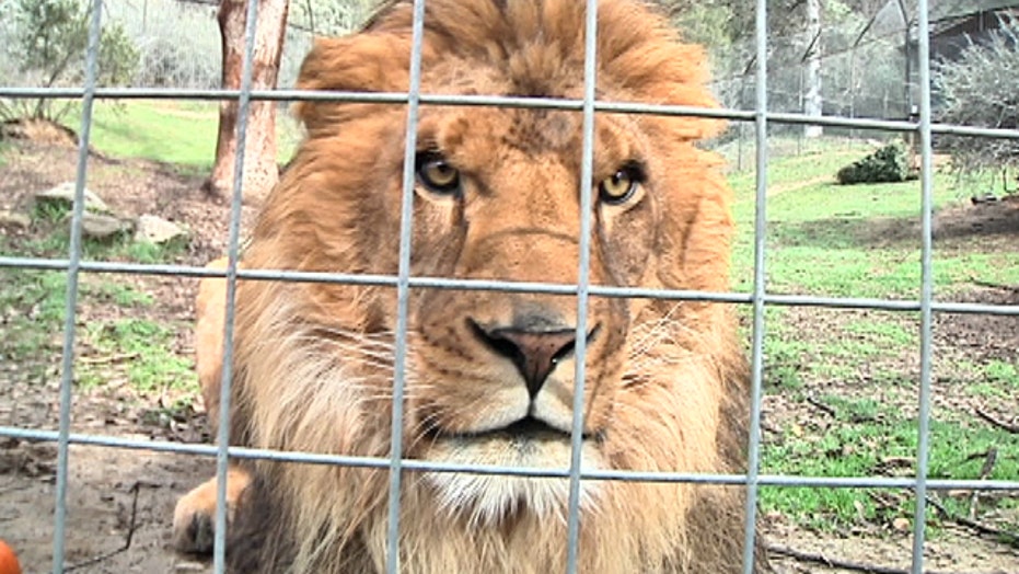 Project Survival S Cat Haven Let S You See Big Cats Up Close Fox